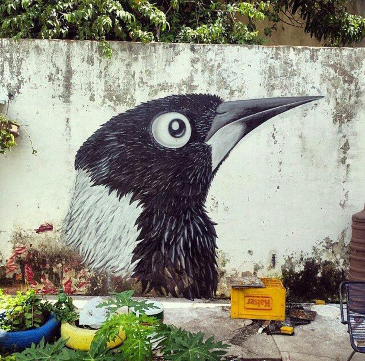 Street Art by EcoBirds in Brazil 

#art #arte #graffiti #streetart http://t.co/N89qoPbP0J