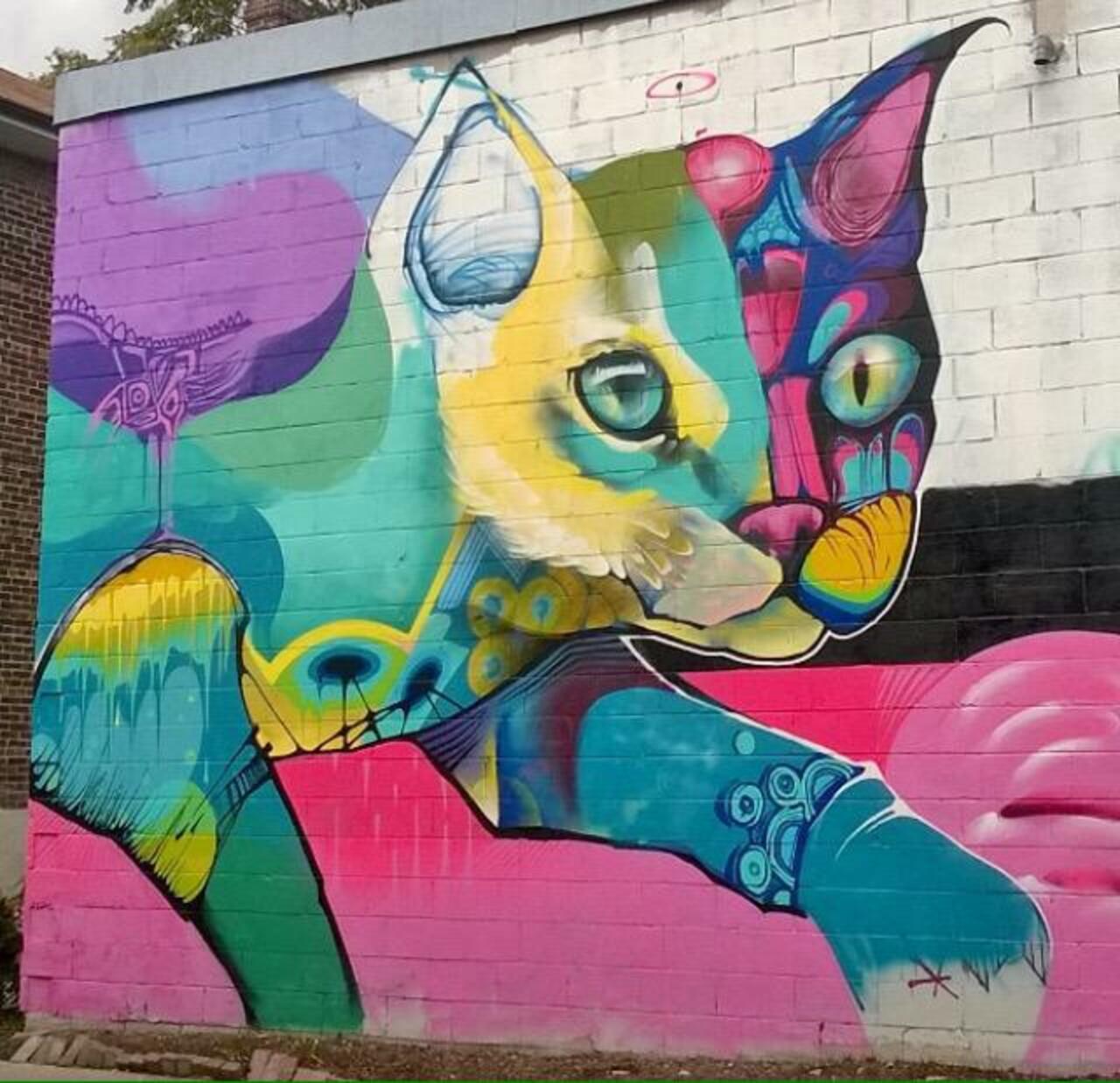 RT @dimensionscf: Not sure who to give credit to but wow. #torontostreetart #torontoart #streetart #graffiti #cats http://t.co/SvnEamEsAP