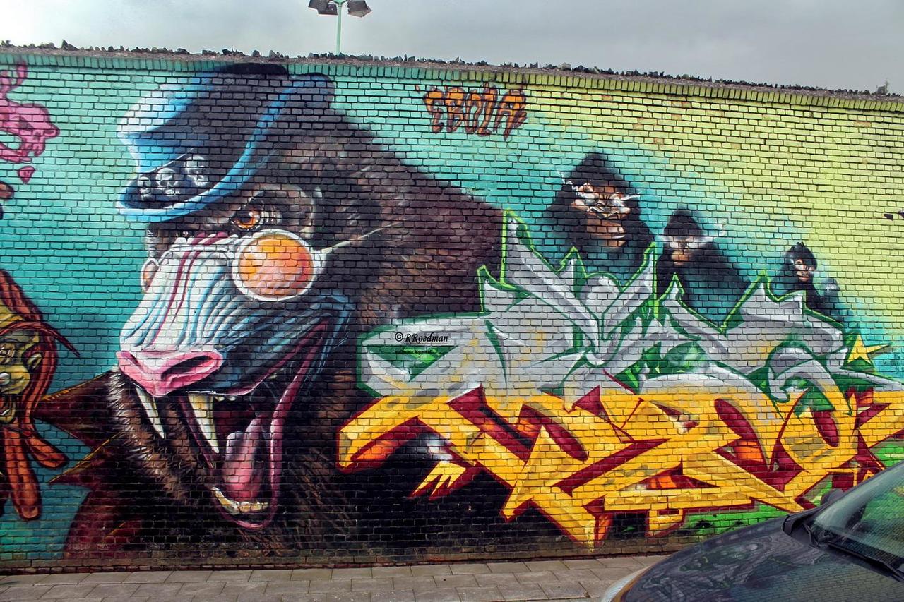 "@RRoedman: #streetart #graffiti #mural Monkeys in #Berchem #Belgium , 2 pics at  http://wallpaintss.blogspot.nl http://t.co/zTWMkzuBql"