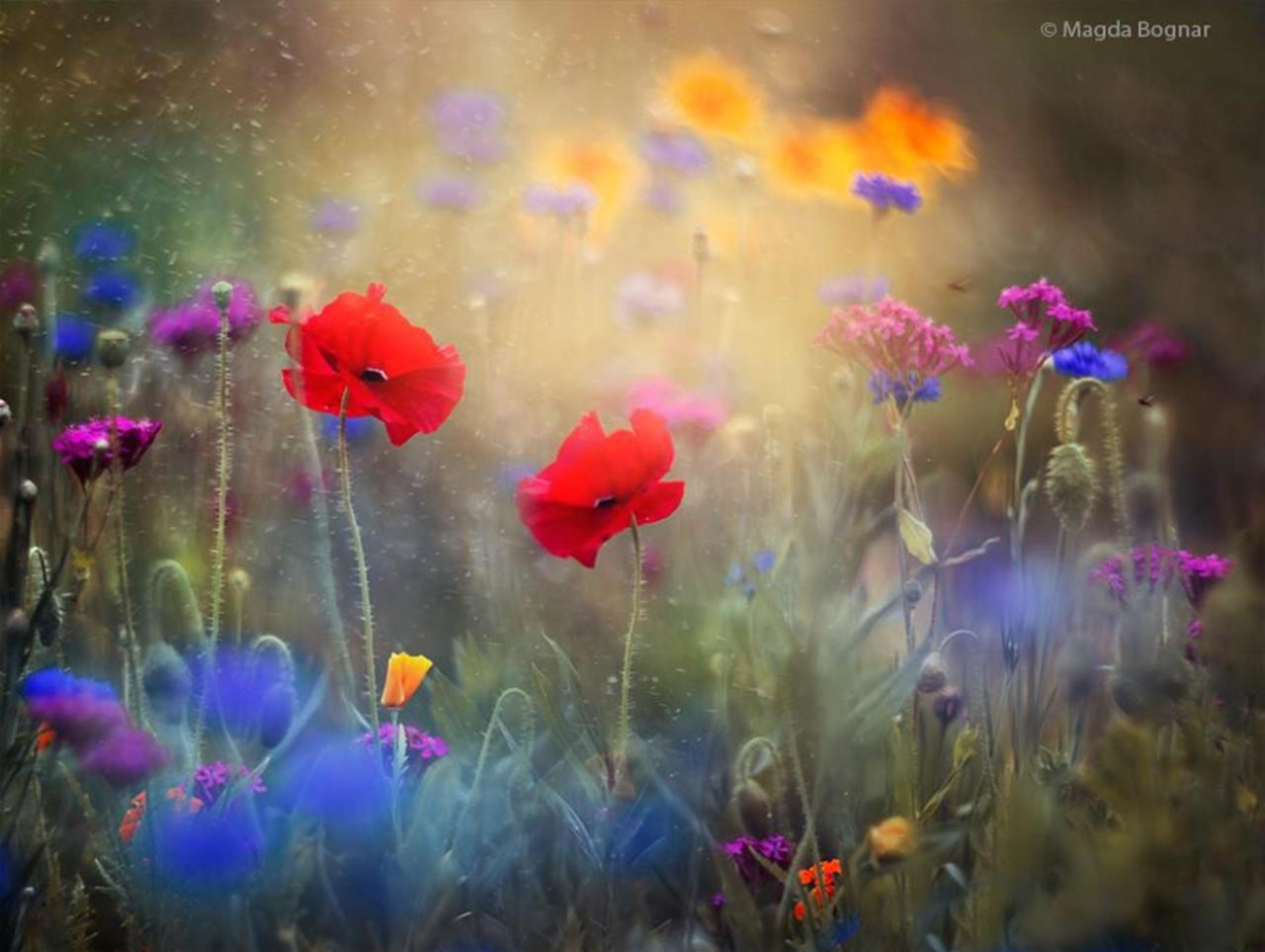 “@mjesusgz: Spring by Magda Bognar - #photo #art #artwit #twitart #spring #nature http://t.co/1Su2N9BSKV”#Beautiful