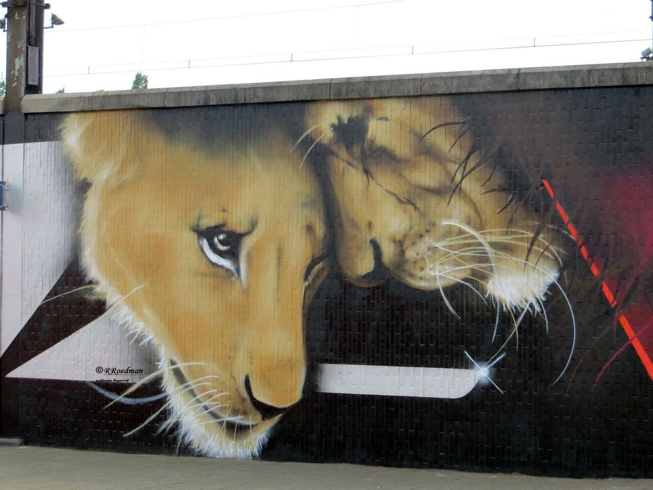 RT @RRoedman: #streetart #graffiti #mural #lions on station #Berchem/ #Antwerp from #Cazn ,3 pics at http://wallpaintss.blogspot.nl http://t.co/xLea9501HF