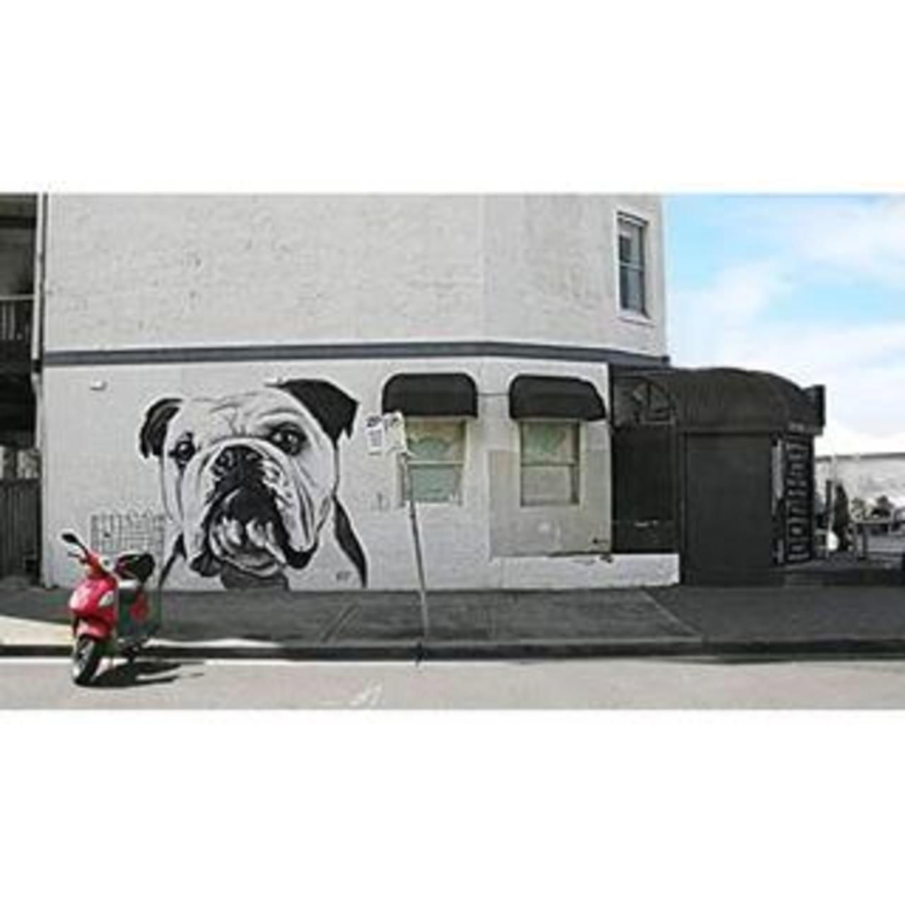 Pug graffiti #street #streetart #graffiti  #pug  #moped  #bondi  #sydney  #australlia http://www.findelight.net/puggie_detail.html?id=1083623757057467284_503696383 http://t.co/aglfKcBFK8