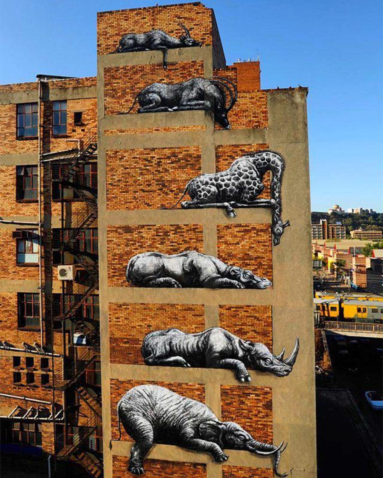 Love this work of roa in Johannesburg.

#streetart #streetarteverywhere #streetartphotography #graffiti #art #stree… http://t.co/Qe1b1NLC23