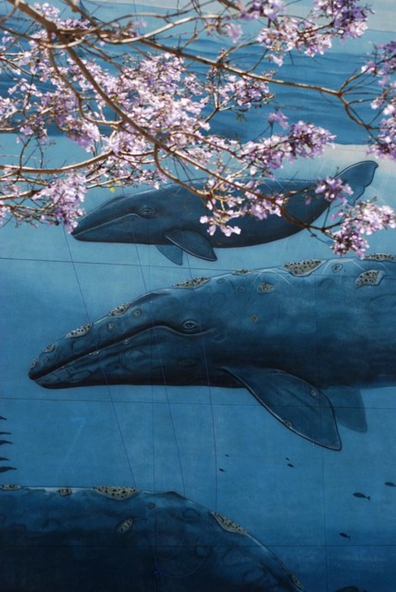 RT @5putnik1: Whales in Spring  •  #streetart #graffiti #art #sakura #funky #dope . : https://t.co/N1FGVfhDya