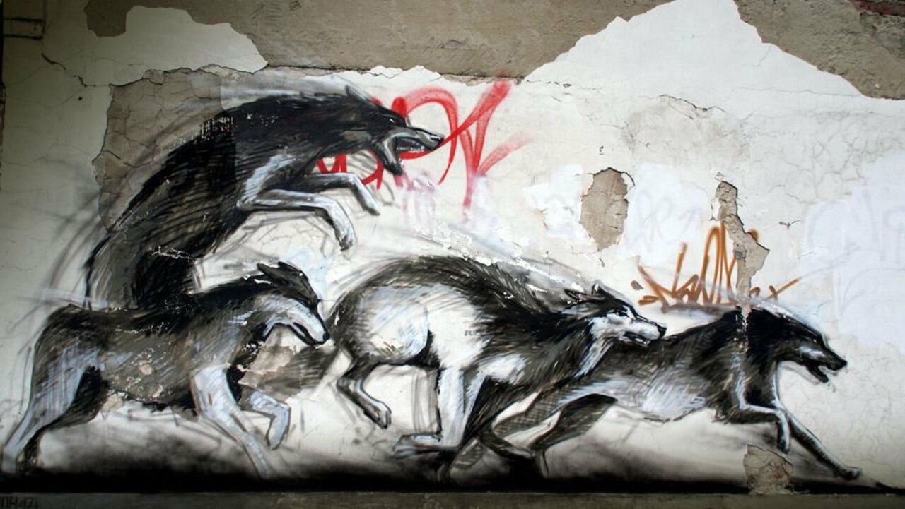 Born among Wolves  • #streetart #graffiti #art #funky #dope . : https://t.co/oPVYAeIAlZ