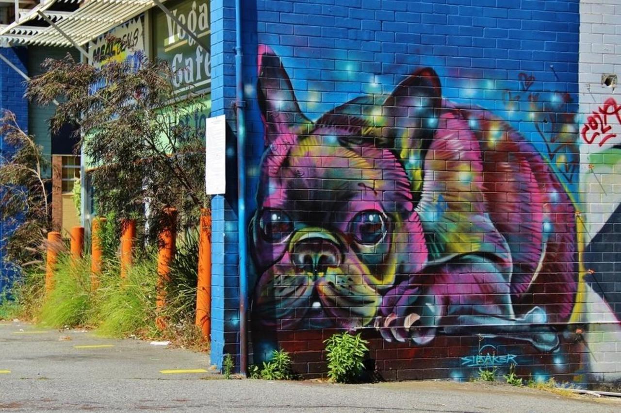 Any dog lovers? See this beautiful French Bulldog mural by Drew Stalker: http://bit.ly/1HFOmQN #bulldog #streetart https://t.co/lifXhFiHSP