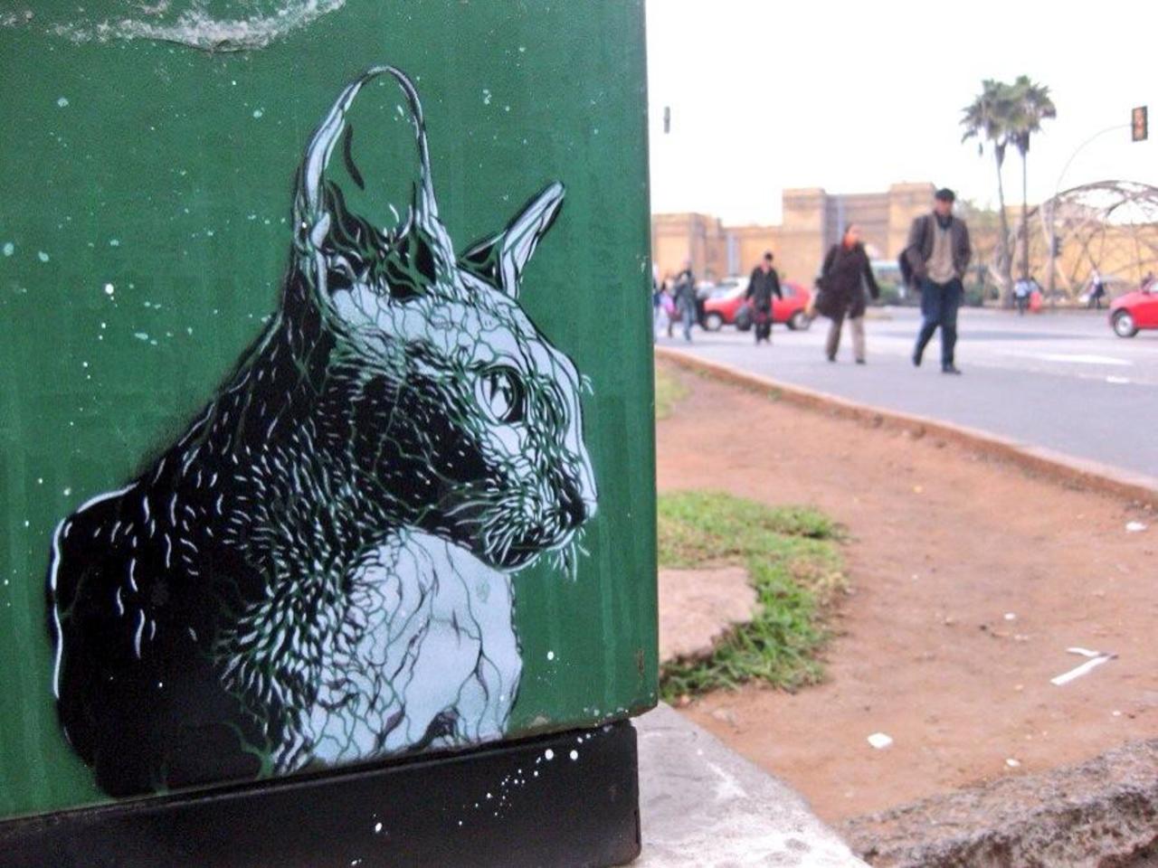 Cool ... Love C215 :) "@Pitchuskita: C215 Casablanca #streetart #art #urbanart #graffiti #cat http://t.co/yvF44vXZAC"
