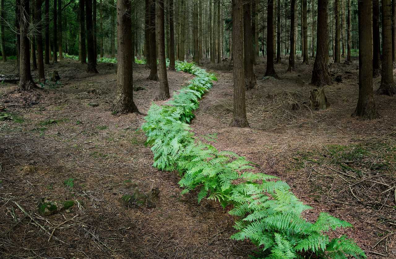 Temporary Installations Create Winding Paths Through a Forest in the South of England