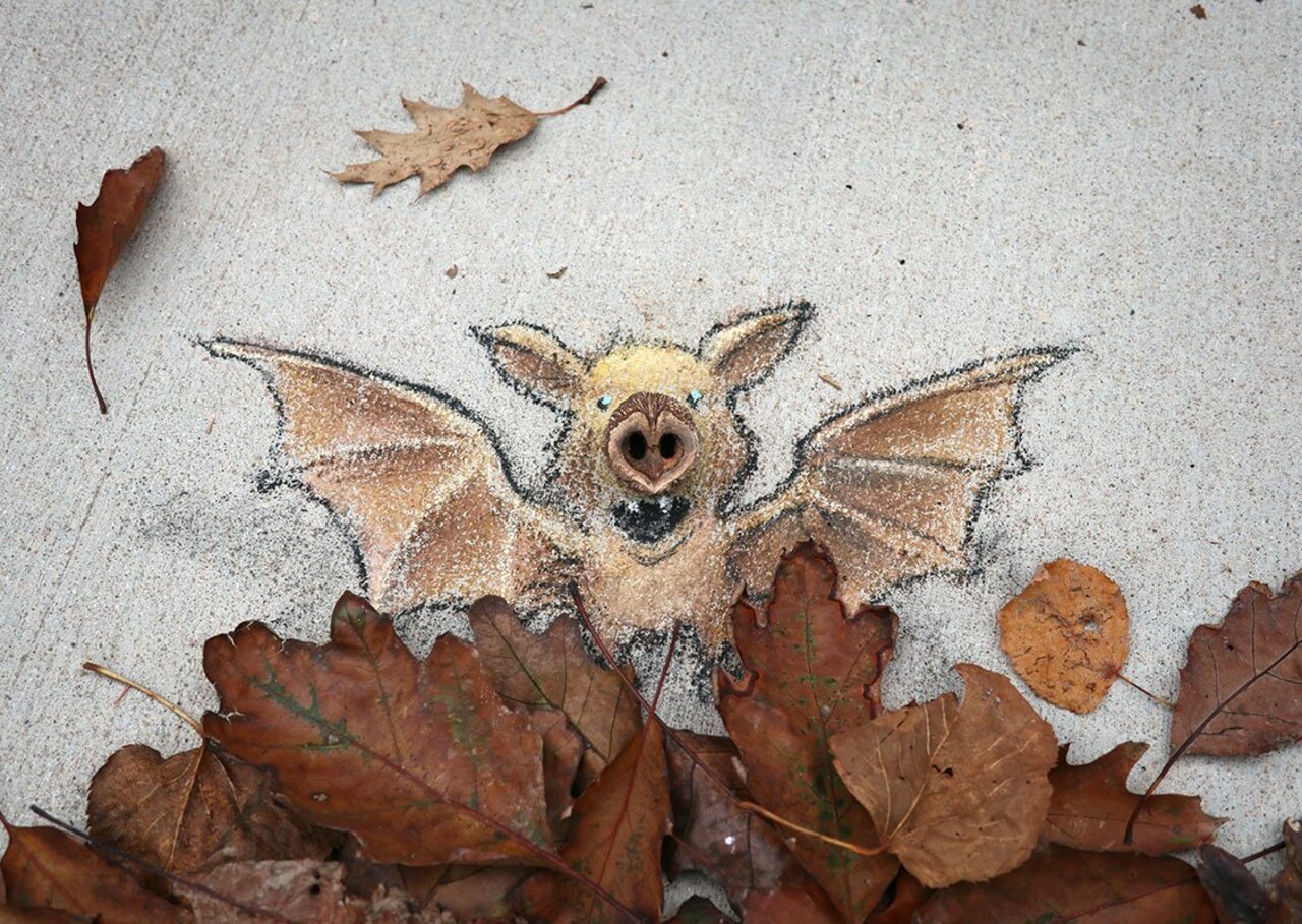 Walnuts the Bat loves a big entrance. #streetart #sidewalkchalk #graffiti #leafpile #shellnose https://t.co/fP5UWe8ULC