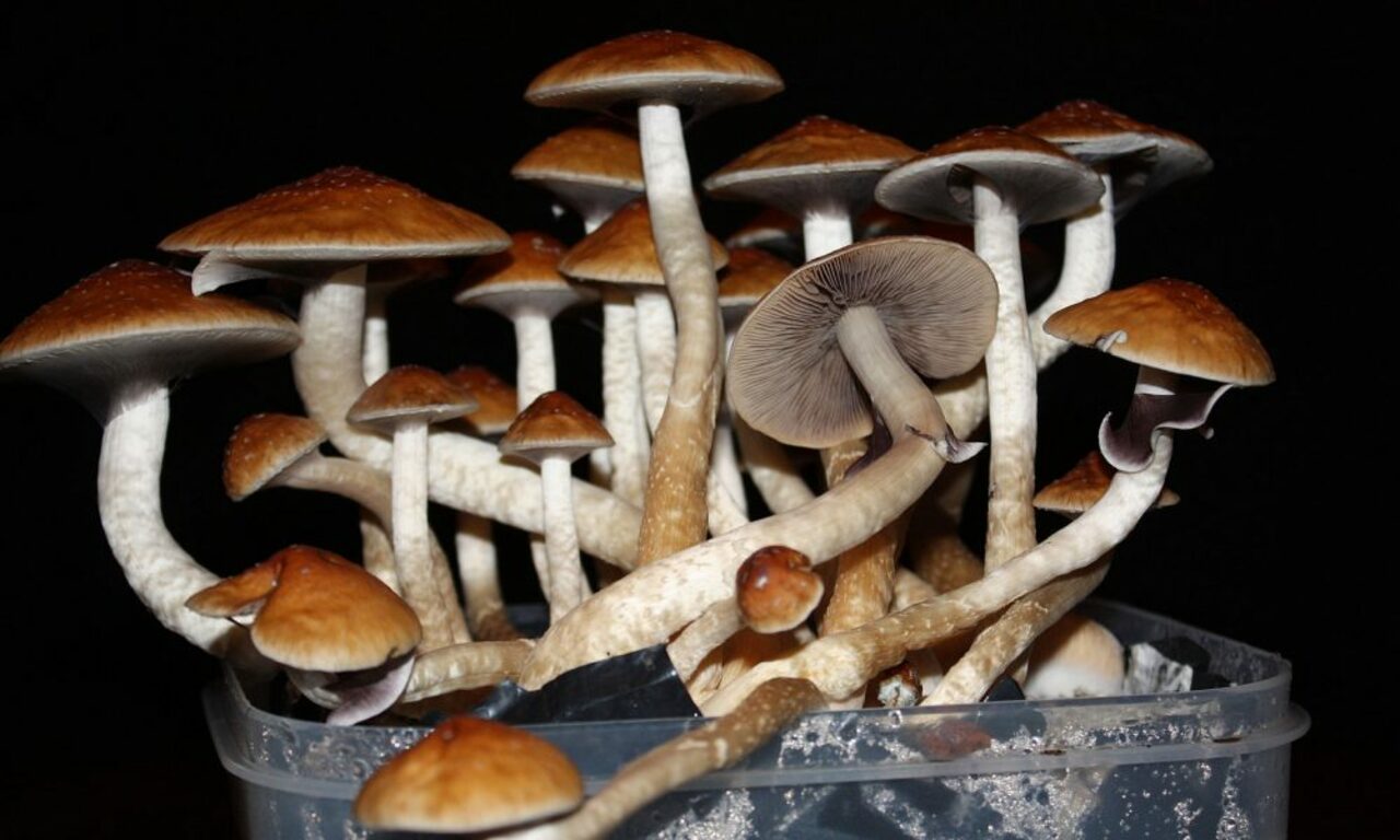 New Massachusetts Bills Would Decriminalize All Drugs And Study Regulated Sales of Psychedelics